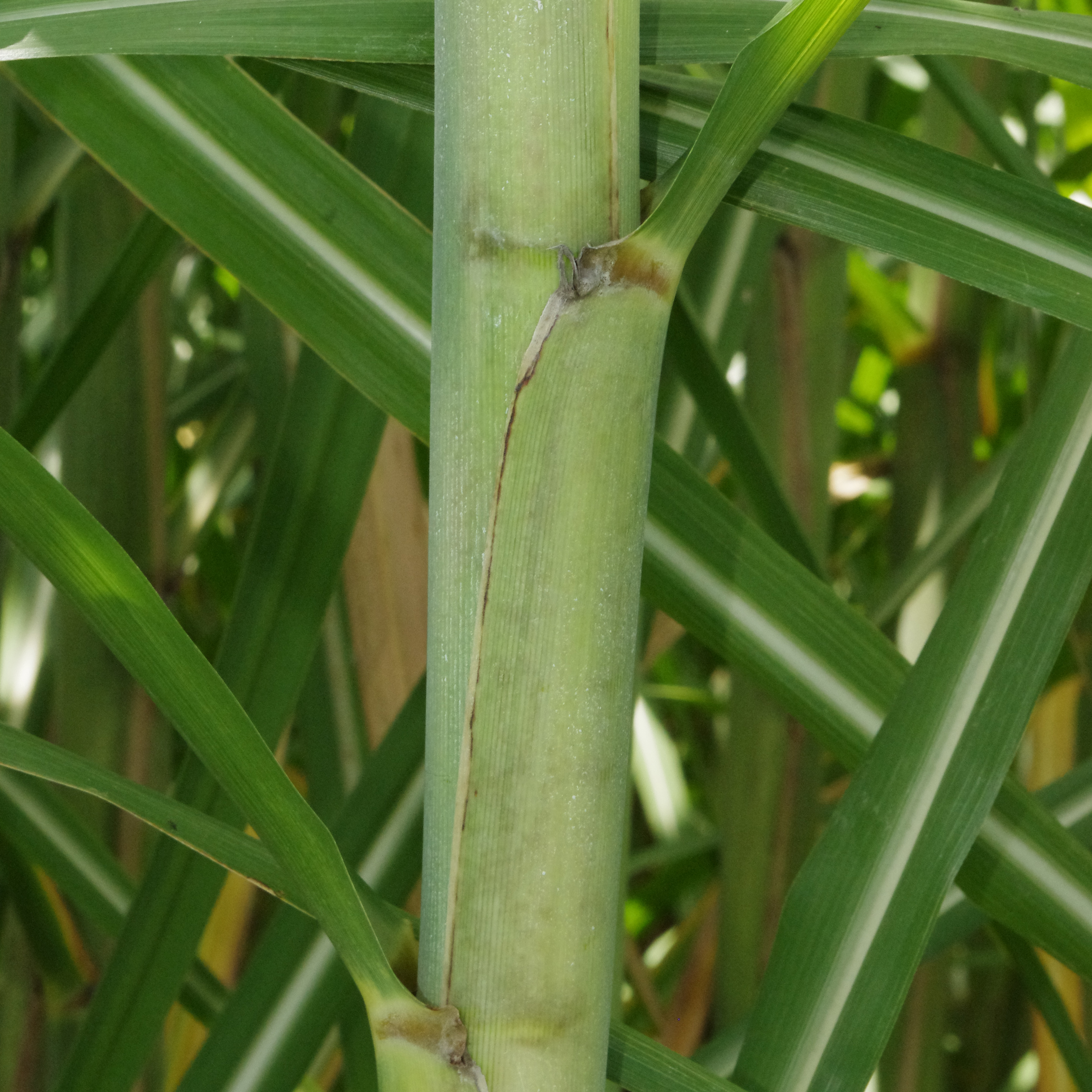 Leaf sheath margin – Reddish-purple margins.